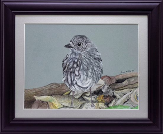 NZ Native Birds - North Island Robin/Toutouwai