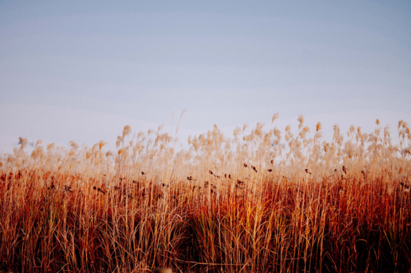 Grass fields 