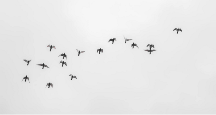 Birds in the skye