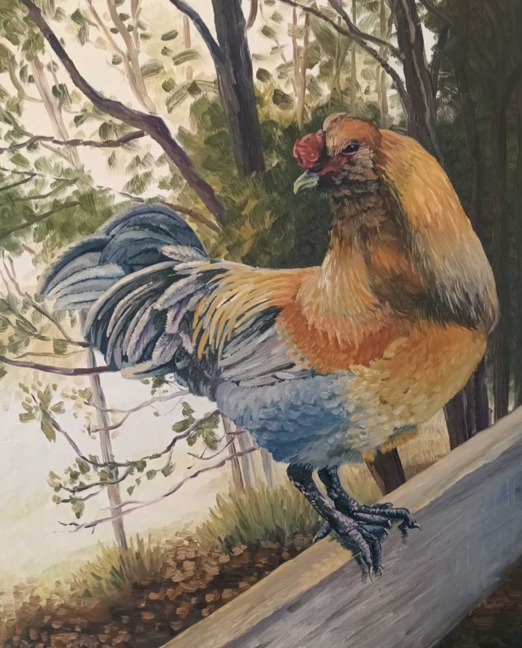 Forest Rooster