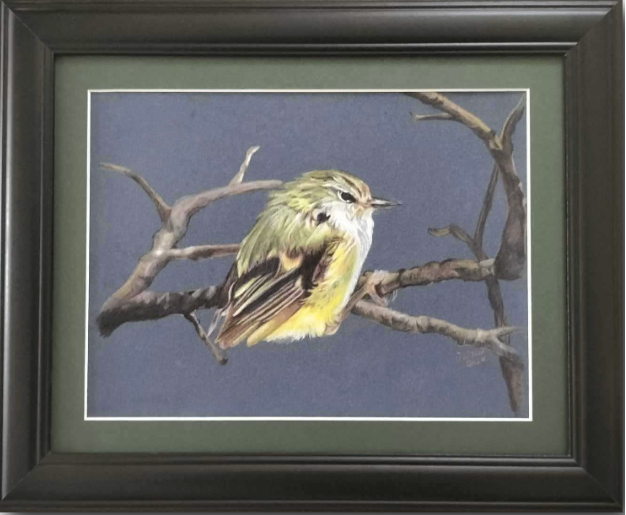 NZ Native Birds - Rifleman/Tītitipounamu