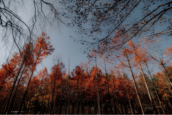 Autumn forest