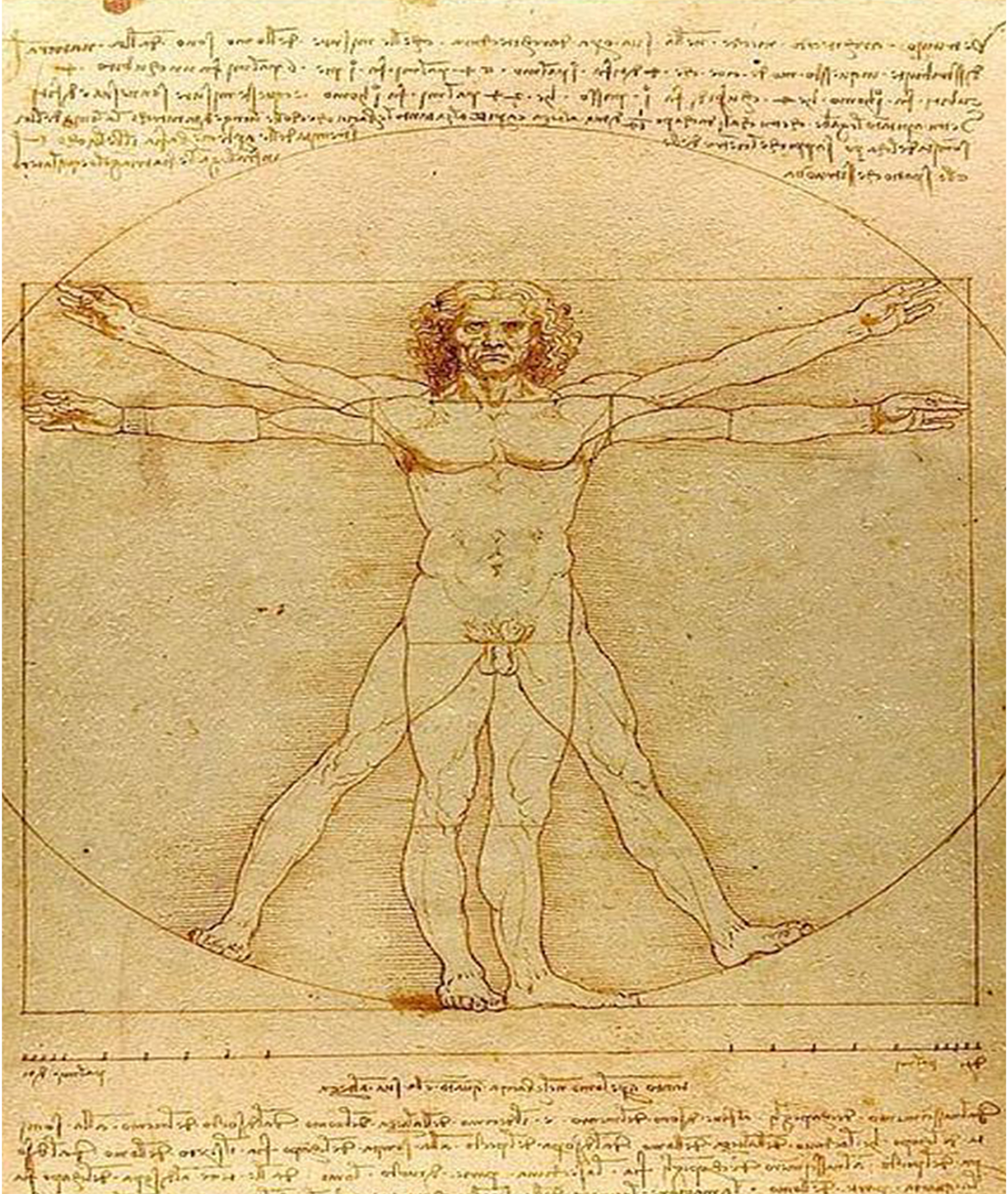 The Vitruvian Man